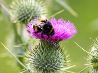 Bombus terrestris 13, Aardhommel, Saxifraga-Bart Vastenhouw