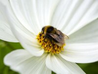 Bombus terrestris 15, Aardhommel, Saxifraga-Roel Meijer