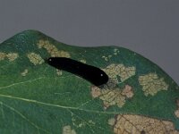 Caliroa cerasi, Cherry Slug