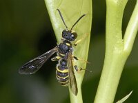 Cerceris quadricincta