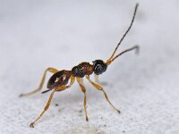 Chasmodon apterus 01 #14271 : Chasmodon apterus