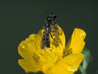 Chelostoma florisomne