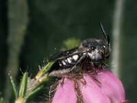 Coelioxys mandibularis