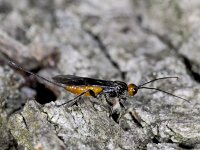 Coeloides scolyticida