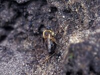 Colletes cunicularius