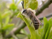 Colletes cunicularius 3, Grote zijdebij, Saxifraga-Peter Meininger