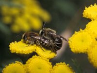 Colletes daviesanus, Davies Colletes