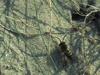 Colletes halophilus, Sea-aster Colletes Bee