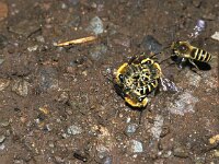 Colletes hederae 2, Klimopbij, Saxifraga-Frits Bink