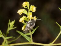 Colletes sierrensis
