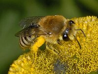 Colletes sp