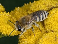 Colletes spec #03594 : Colletes cf fodiens, Zijdebij, female