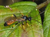 Cosmoconus elongator