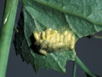 Cotesia glomerata 3, Saxifraga-Frits Bink