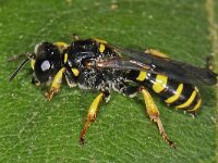 Crabro peltarius spec 01 #47597 : Kleine zeefwesp, Crabro peltarius, vrouwtje