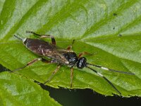 Cryptinae spec 01 #11860 : Cryptinae