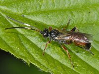 Cryptinae spec 01 #11863 : Cryptinae