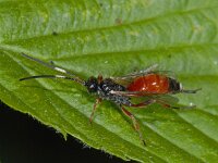 Cryptinae spec 01 #11864 : Cryptinae