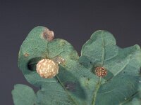 Cynips longiventris, Cynipid gall wasp