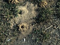 Dasypoda hirtipes, Hairy-legged Mining Bee