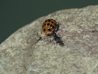 Dinocampus coccinellae
