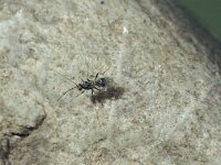 Dinocampus coccinellae 3, ex larva, Saxifraga-Frits Bink