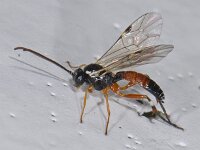 Diplazon laetatorius