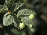 Diplolepis eglanteriae