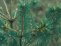 Diprion pini, Large Pine Sawfly