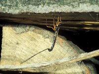 Dolichomitus mesocentrus