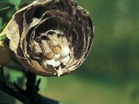 Dolichovespula media 4, Middelste wesp, nest opened, Saxifraga-Frits Bink