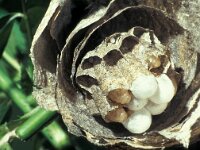 Dolichovespula media 5, Middelste wesp, nest opened, Saxifraga-Frits Bink