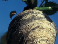 Dolichovespula media 7, Middelste wesp, nest, Saxifraga-Frits Bink