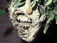 Dolichovespula media 8, Middelste wesp, nest, Saxifraga-Pieter van Breugel