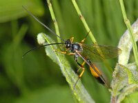 Dusona 01 #08451 : Dusona