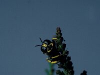 Ectemnius cavifrons 3, Saxifraga-Frits Bink