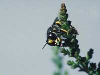 Ectemnius cavifrons 4, Saxifraga-Frits Bink