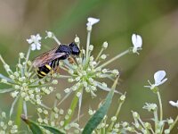 Ectemnius continuus 6, Saxifraga-Tom Heijnen