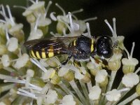 Ectemnius lapidarius