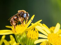 Epeoloides coecutiens