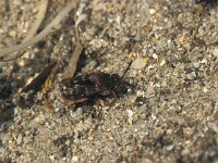 Epeolus variegatus 3, Gewone viltbij, Saxifraga-Frits Bink