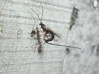 Ephialtes manifestator