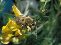 Eucera longicornis, Long-horned Bee