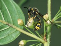 Eumenes papillarius 3, Urntjeswesp, female, Saxifraga-Frits Bink