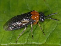 Eutomostethus ephippium