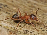 Formica sanguinea 4, Bloedrode roofmier, Saxifraga-Ab H Baas