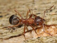 Formica sanguinea 5, Bloedrode roofmier, Saxifraga-Ab H Baas