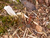 Formica truncorum 15, Stronkmier, Saxifraga-Luc Hoogenstein