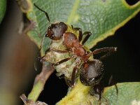 Formica truncorum 2, Stronkmier, Saxifraga-Ab H Baas