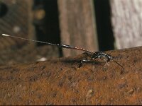 Gasteruption jaculator